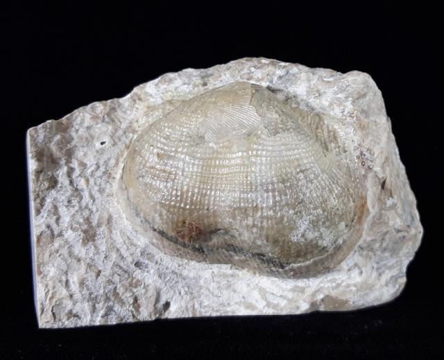 Reticulatia praeuralensis STEPHANOV 1948 - Bild © FossNet FossilienStore